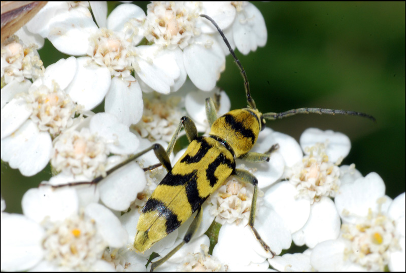 chlorophorus varius